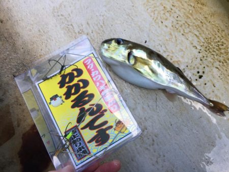 加太 三邦丸 フグカットウ